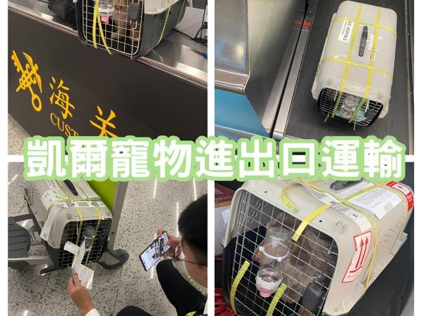 2025/01/04『廣州』臘腸狗狗台灣專員帶飛中國廣州~~~~~